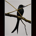Bronzed Drongo