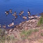 Canada Geese