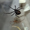 Black Widow Spiders
