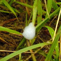 Froghopper (spittlebug)