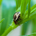 Ragweed leaf beetle