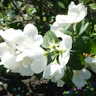 Mock orange