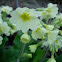 Prímula. Primrose