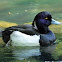 Tufted duck