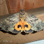 Fruit Piercing Moth