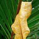 fallen leaf