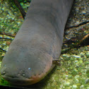 Electric Eel