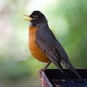 American Robin