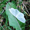 Common White Wave Moth
