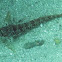Rocky goby (young)