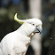 Sulphur-crested Cockatoo