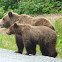 Brown Bear