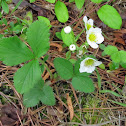 Virginia strawberry