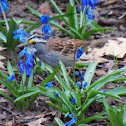White-throated sparrow