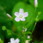Candy Flower