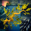 Leafy Sea Dragon