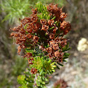 Mediterranean Heather