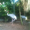 Sarus crane