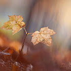 maple leaves