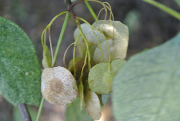 Spotting Image 1
