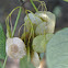 Hop Ash or Wafer Ash (seed)