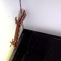 Mourning gecko