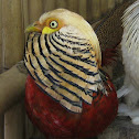 Golden Pheasant
