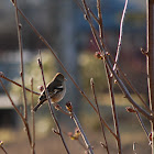 Chaffinch