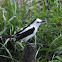 Pied Water Tyrant