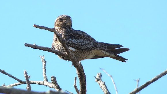 Spotting Image 1
