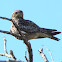 Common Nighthawk