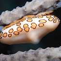 Flamingo Tongue