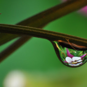 by Keith Cook - Nature Up Close Flowers