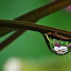 by Keith Cook - Nature Up Close Flowers
