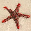 Red-knobbed starfish