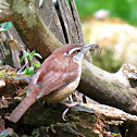 Carolina Wren