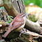 Carolina Wren