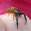 Black-headed Jumping Spider