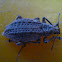 Weevils