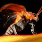 Celtis Leaf Beetle