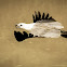sea eagle.