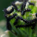 Map Butterfly Caterpillar