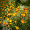 Marigold