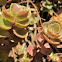 Sedum