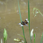 Widow skimmer