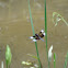 Widow skimmer