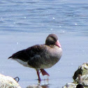 Greylag Goose