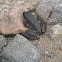 Bullfrog