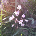 Spring Beauty