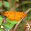 Common Leopard